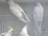 Albino sultan yavru