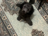 6 AYLIK SİLVER POODLE