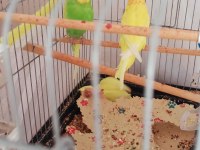 Çift yavru veren muhabbet kuşları