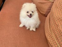 Pomeranian boo dişi kedimiz