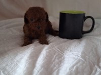 ÜRETİCİSİNDEN SON 1 ADET ERKEK TOY POODLE