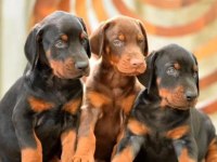 Doberman Yavrumuz