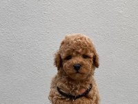 PED EĞİTİMLİ AŞILI TOY POODLE YAVRULARI