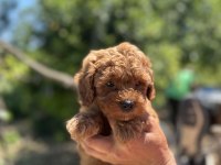 DİŞİ TOY POODLE