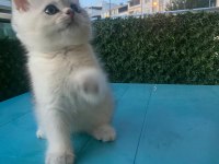British shorthair silver point