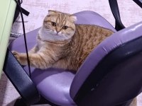 dişi scottish fold kedime erkek eş arıyorum