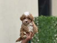 MALTİPOO YAVRULARI