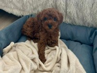 Toy poodle bebekler