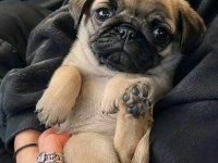 Pug Gül Kuyruk