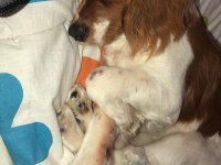 6 aylık cavalier king charles