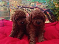 %100 ORJİNAL KORE RED BROWN YAVRU KÖPEKLER