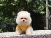 Pomeranian boo safkan ayı surat bebeklerim