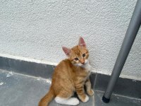 BİRBİRİNDEN GÜZEL BAKIMLI SARMAN KEDİLER
