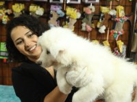 Bembeyaz Güzeller Güzeli Samoyed