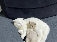 Kedi Değil Evlat Alacaklar Baksın