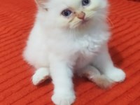 1.5 aylık İran persian (chinchilla)