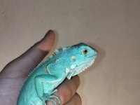 İguana yasal belgeli cipli