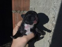 Rezerve french bulldog yavrular
