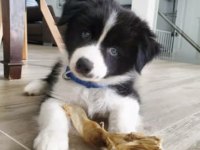 A kalite border collie yavrular hazır