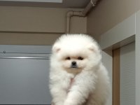 3 aylık erkek üst kalite orijinal pomeranian boo