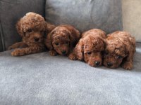 Poodle yavrularımız