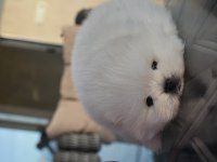 Safkan pomeranian boo