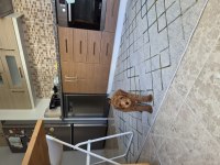 3 Aylık Toy Poodle