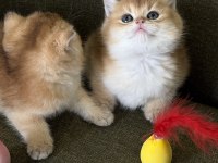 Golden british shorthair kadıköy