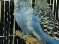 Show Jumbo 2025 gençler dişi erkekli muhabbet kuşlar
