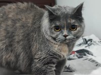 Harika bir ponçik kedimiz