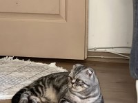 Scottish Fold Kedisi Sahiplendirme