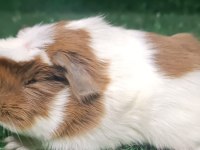 Ginepig yavru kedimiz