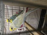 Çift rainbow muhabbet kuşları
