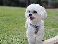 TeaCup Maltese Terrier Yavruları