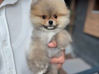 Pomeranian boo teddy face erkek yavrumuz