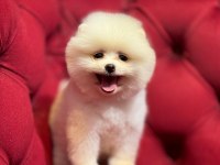 Pomeranian boo köpekler