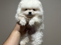 Pomeranian kar beyaz yavrumuz