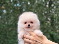Orjinal sptiz olmayan pomeranian boo çocuklar