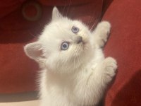 Blue point british shorthair