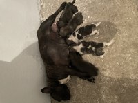 Yavru french bulldog