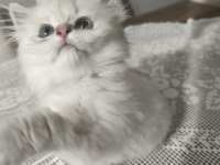British longhair silver point