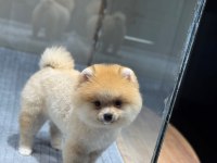SAĞLIK VE IRK GARANTİLİ POMERANİAN KÖPEĞİMİZ