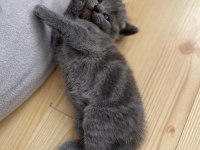 Scottish fold ve british shorthair yavrular