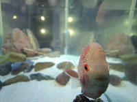 ERKEK FLOWERHORN