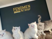KEDİ DÜNYASINDAN RENK RENK BRITISH YAVRULAR ANKARA