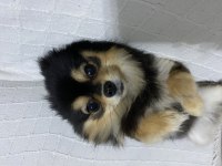 POMERANIAN spitz