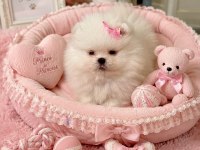 2 PRENSES ORİJİNAL POMERANİAN AYICIKLAR