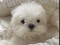 Pofuduk şeker gibi maltese yavrularım