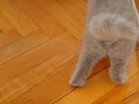 AYI SURAT LİLAC RENK LOKUMULİNKOO KEDİLER