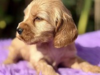 KIZIL COCKER YAVRU KÖPEKLERİMİZ